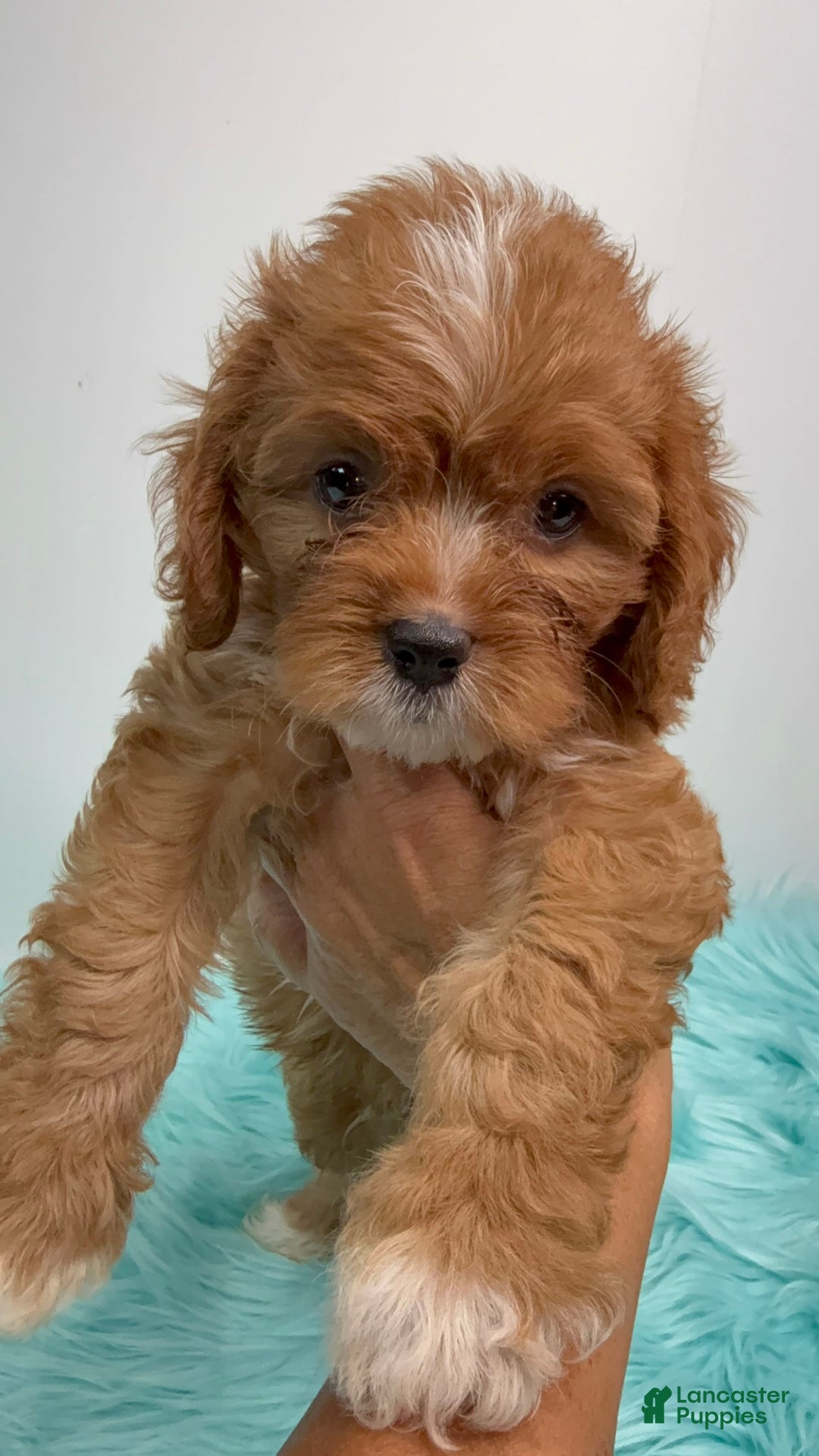 Cavapoo dogs for sale: Simba - Image 3