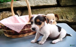 Jack Russell Terrier dogs for sale: Snickers - Image 7