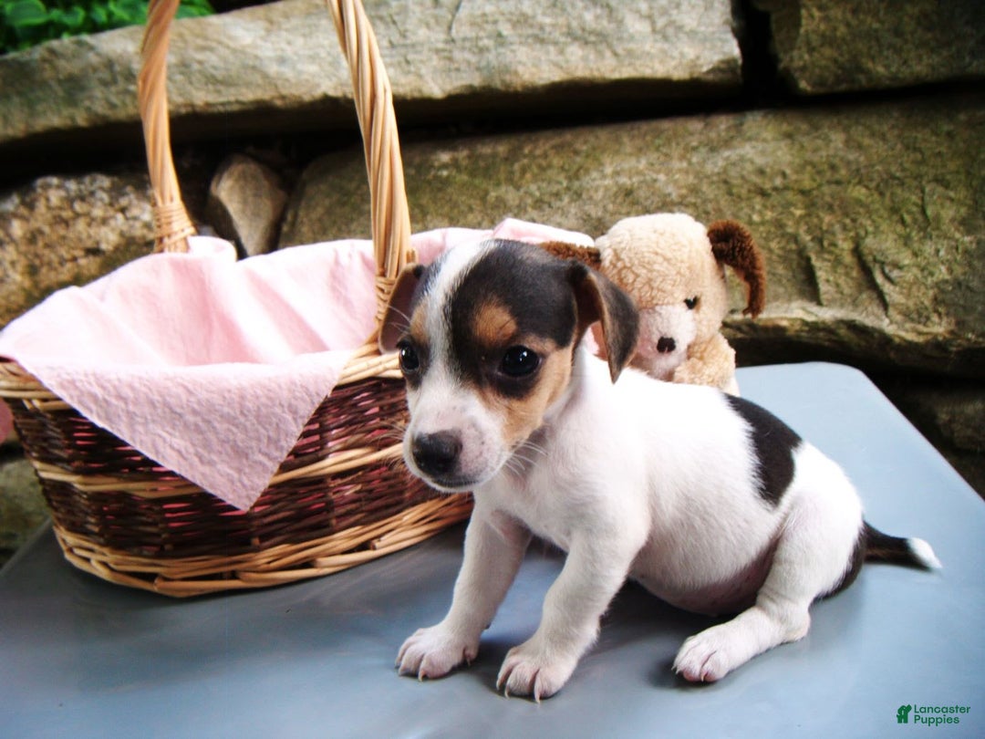 Jack Russell Terrier dogs for sale: Snickers - Image 7