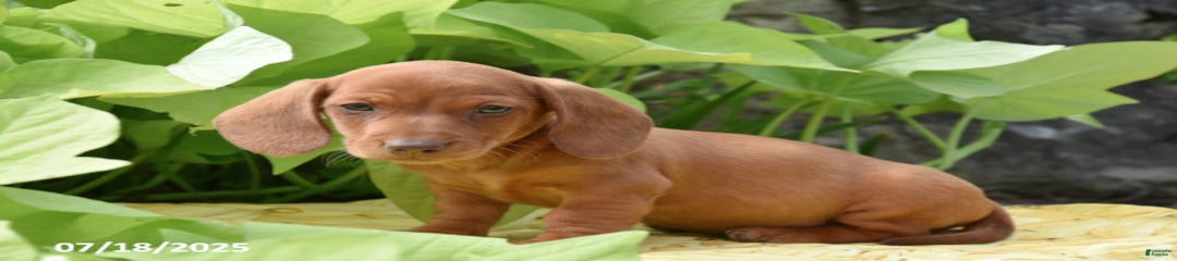 Peanut