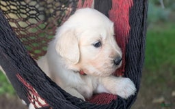 Golden Retriever dogs for sale: Scarlet - Image 2