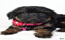 Yochon dogs for sale: Kylie - Image 1