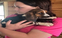 Basset Hound dogs for sale: Beth - Image 3