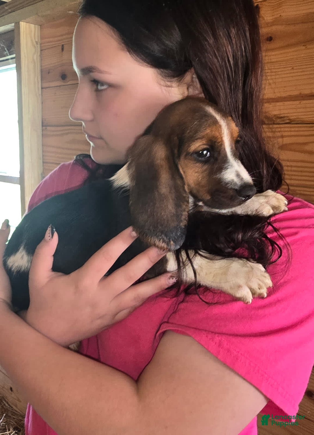 Basset Hound dogs for sale: Beth - Image 3