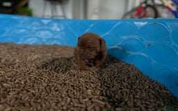 Olde English Bulldogge dogs for sale: Keni - Image 2
