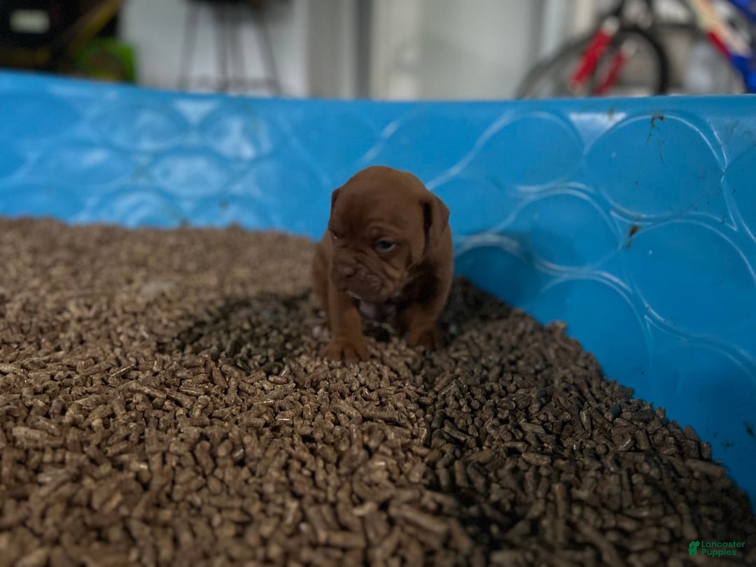 Olde English Bulldogge dogs for sale: Keni - Image 2