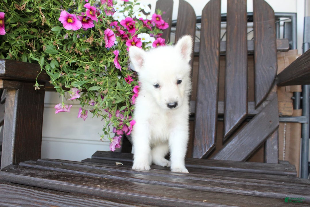 German Shepherd dogs for sale: Justin - Image 5