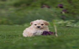 Havapoo dogs for sale: Miley - Image 5