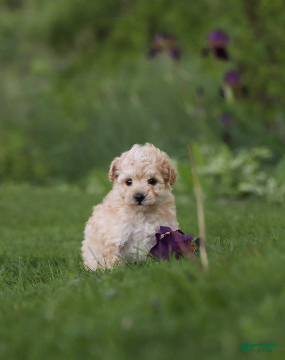Havapoo dogs for sale: Miley - Image 5