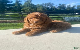 Mini Goldendoodle dogs for sale: Duchess - Image 7