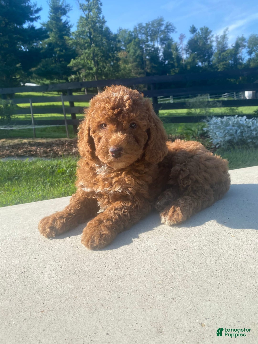 Mini Goldendoodle dogs for sale: Duchess - Image 7