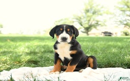 Greater Swiss Mountain Dog dogs for sale: Cash - Image 3