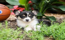 Welsh Corgi Pembroke dogs for sale: Coffee - Image 2
