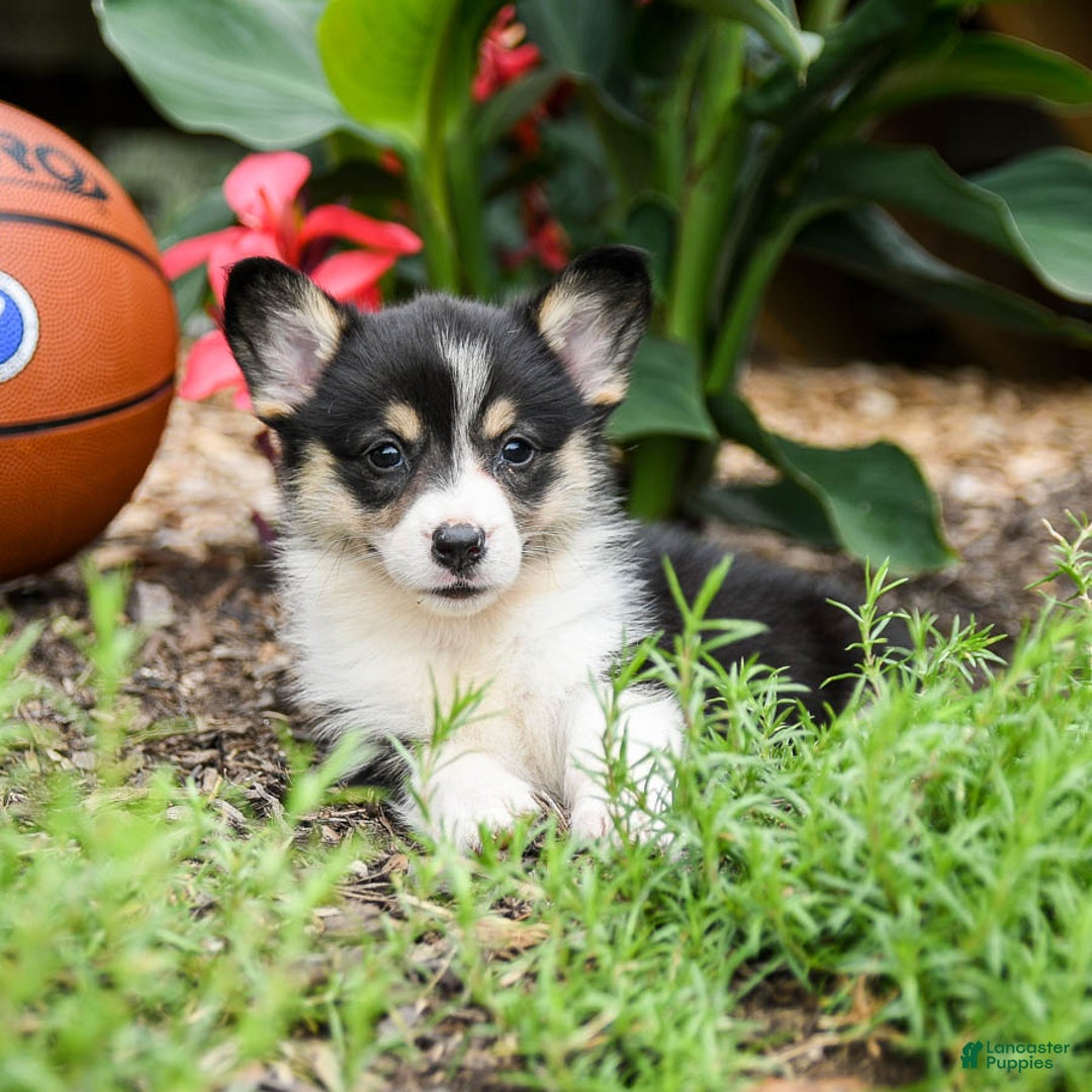 Welsh Corgi Pembroke dogs for sale: Coffee - Image 2