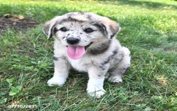Great Pyrenees dogs for sale: Teddy - Image 1