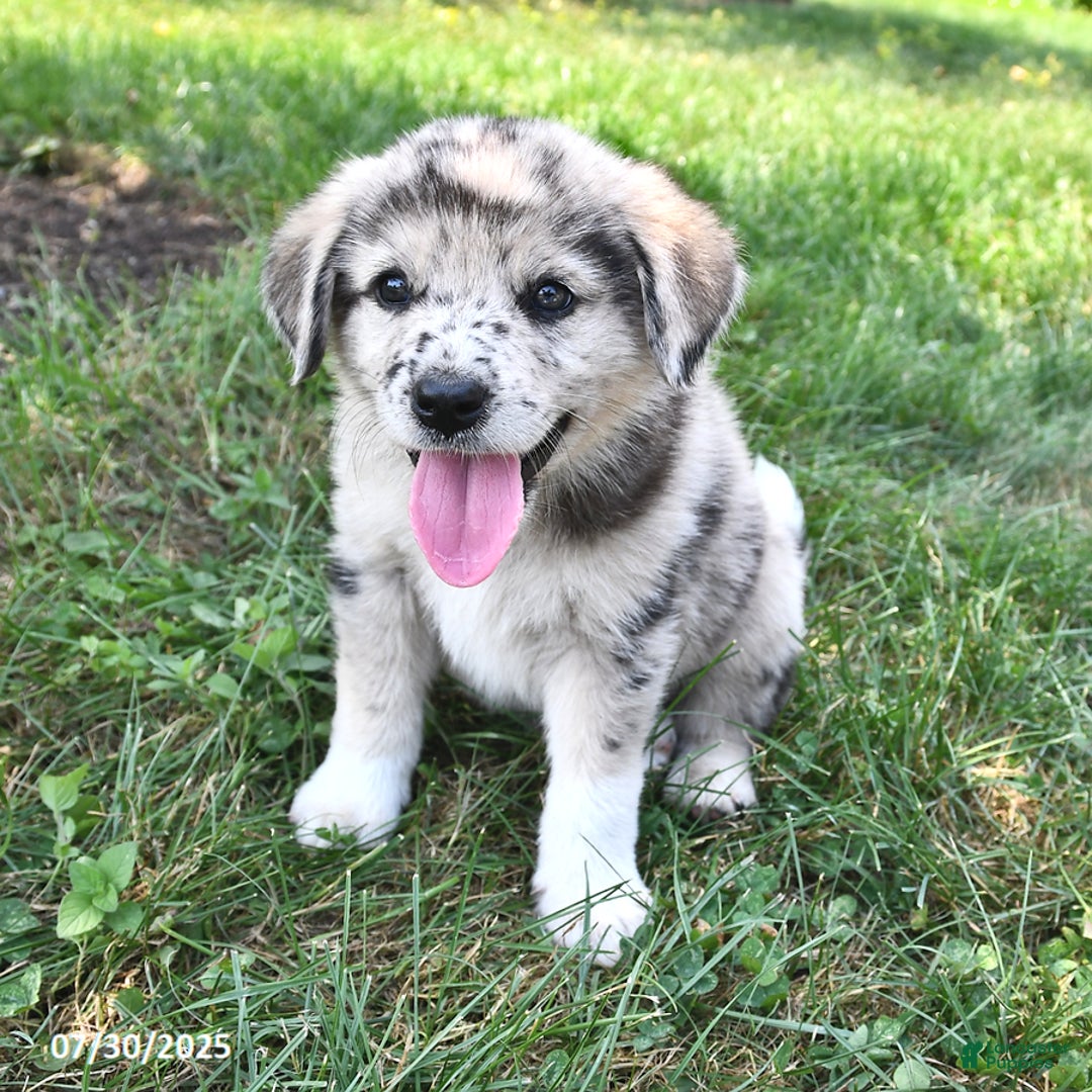 Great Pyrenees dogs for sale: Teddy - Image 1