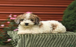 Miniature Poodle dogs for sale: Lucky - Image 7