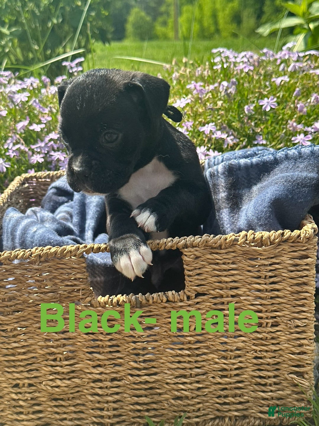 Boxer dogs for sale: Black - Image 1