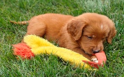 Goldendoodle dogs for sale: River - Image 20