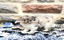 Pomeranian dogs for sale: Cooper - Image 1
