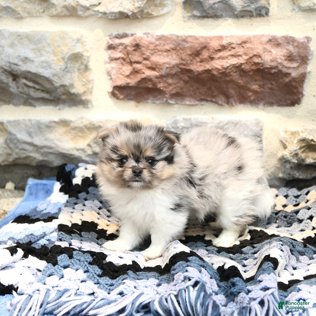 Pomeranian dogs for sale: Cooper - Image 1
