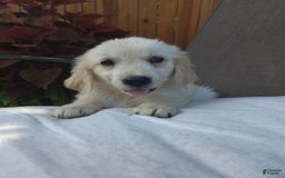 Golden Retriever dogs for sale: Lottie - Image 5