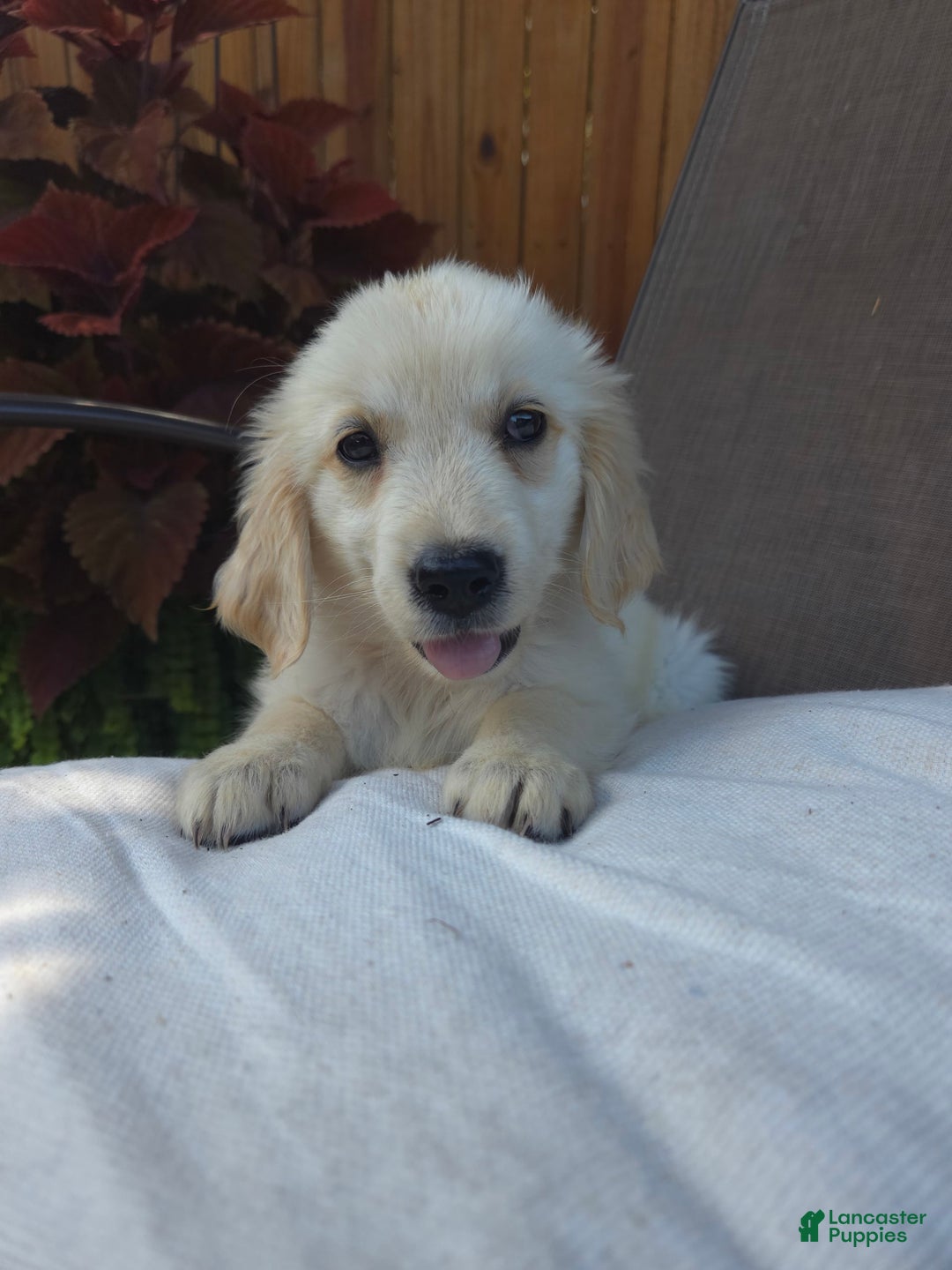 Golden Retriever dogs for sale: Lottie - Image 5