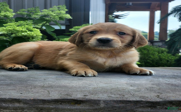 Golden Retriever dogs for sale - Ad 4