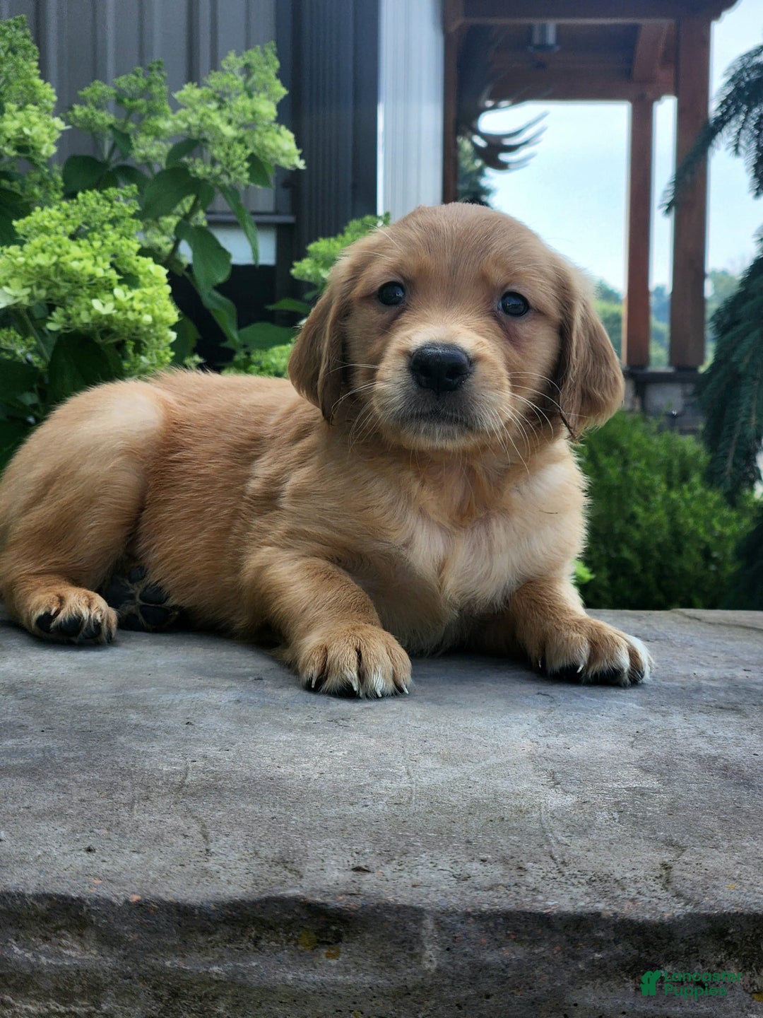 Golden Retriever dogs for sale: Doug - Image 1