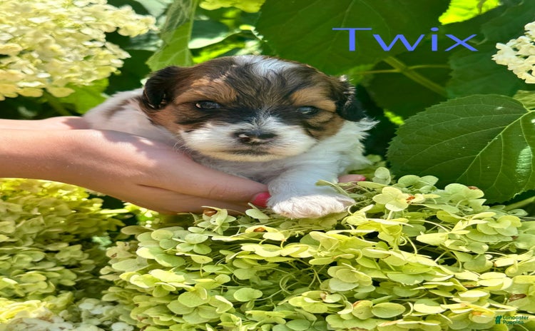 Shih Tzu dogs for sale - Ad 4