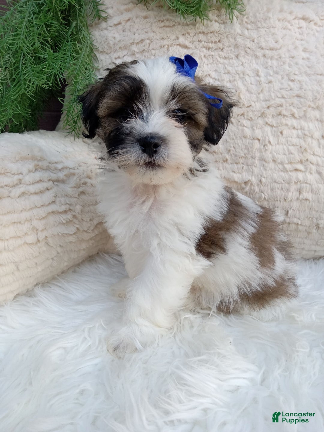 Teddy Bear dogs for sale: Milo - Image 4