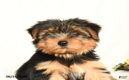 Yorkshire Terrier dogs for sale: Whisper - Image 4