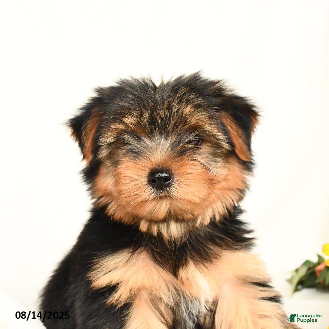 Yorkshire Terrier dogs for sale: Whisper - Image 4