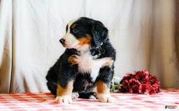 Bernese Mountain Dog dogs for sale: Lilac - Image 1