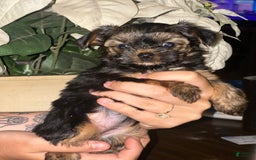 Yorkshire Terrier dogs for sale: Girl - Image 1
