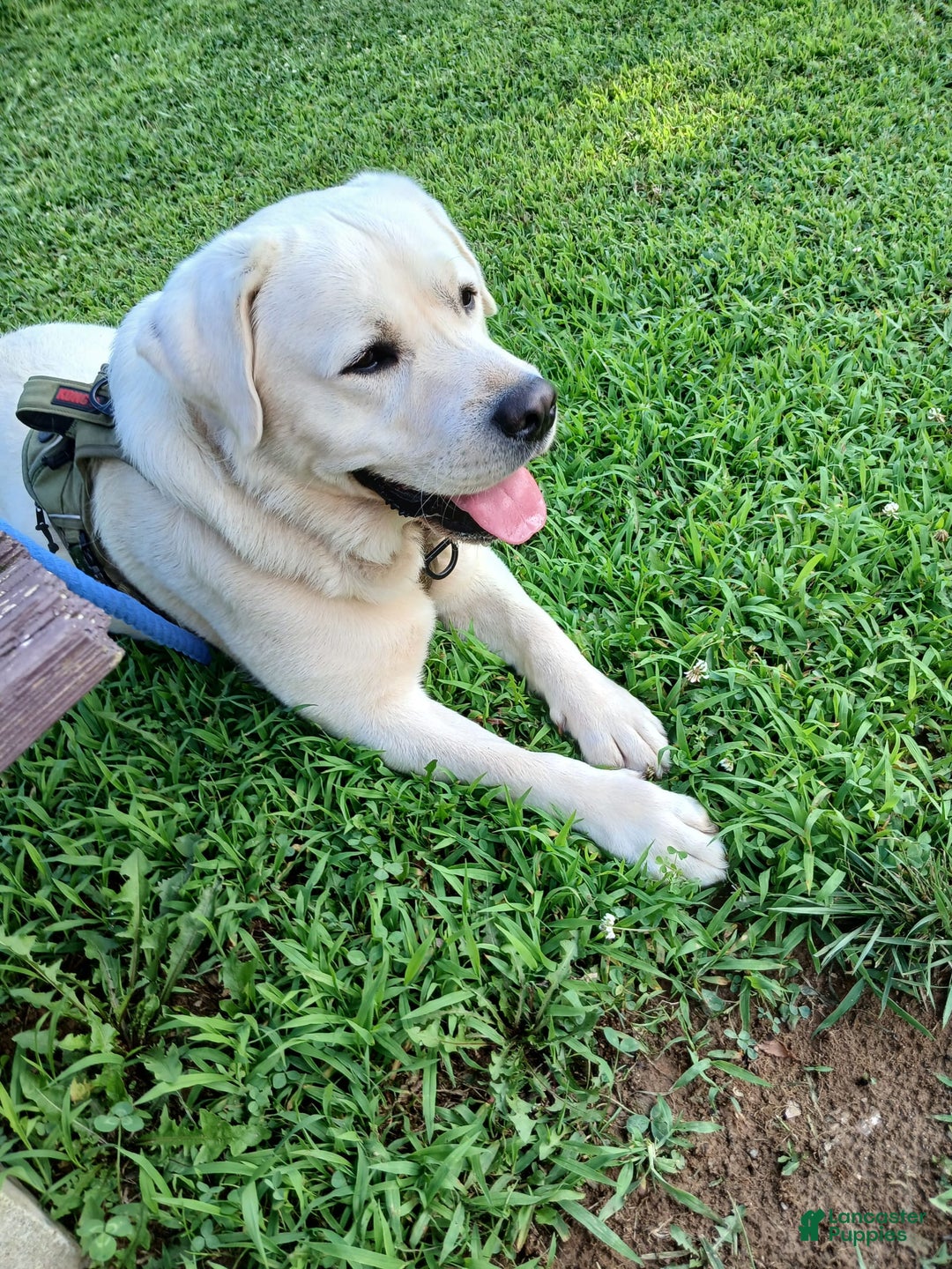 Labrador Retriever dogs for sale: Luna - Image 7