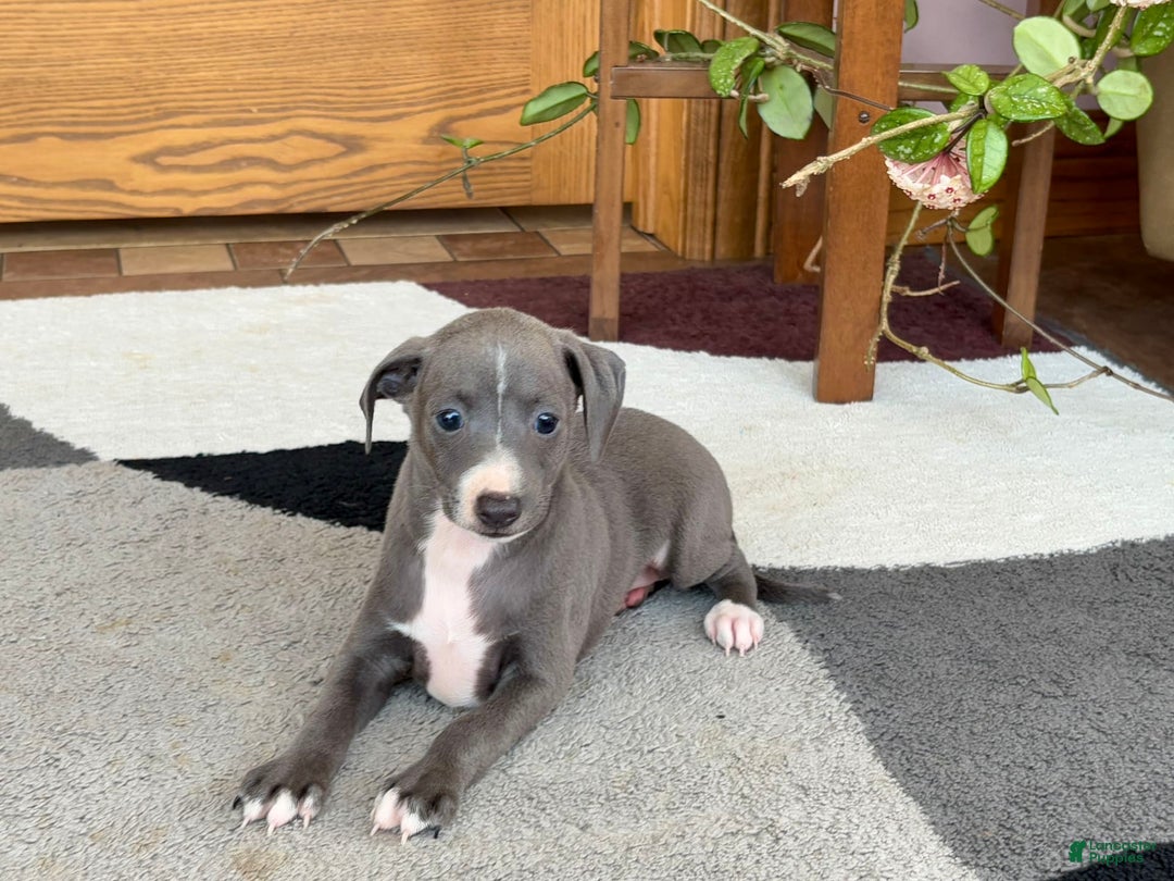 Italian Greyhound dogs for sale: JJ - Image 7