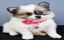 Pomeranian dogs for sale: Sweetie - Image 13
