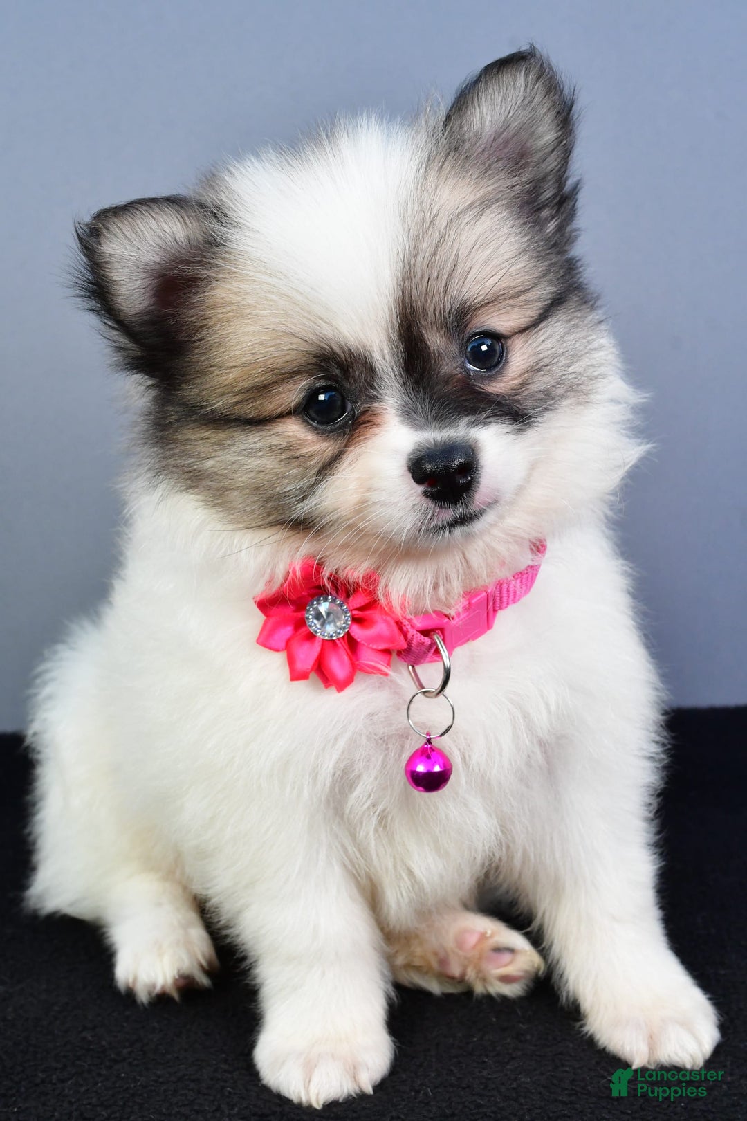 Pomeranian dogs for sale: Sweetie - Image 13