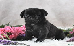 Pug dogs for sale: Sawyer - Image 5