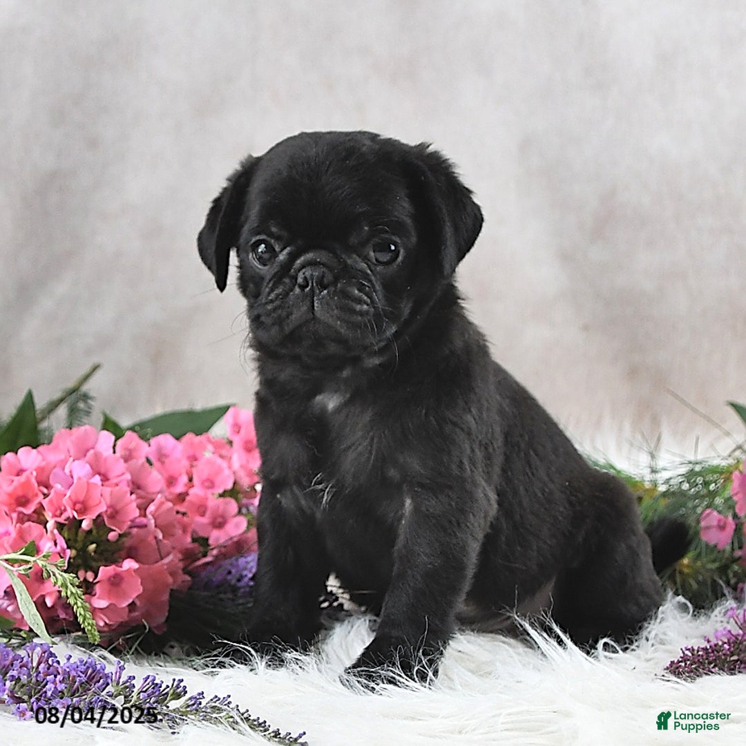 Pug dogs for sale: Sawyer - Image 5