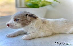 Mini Aussiedoodle dogs for sale: Marjoram  BLUE EYES - Image 1