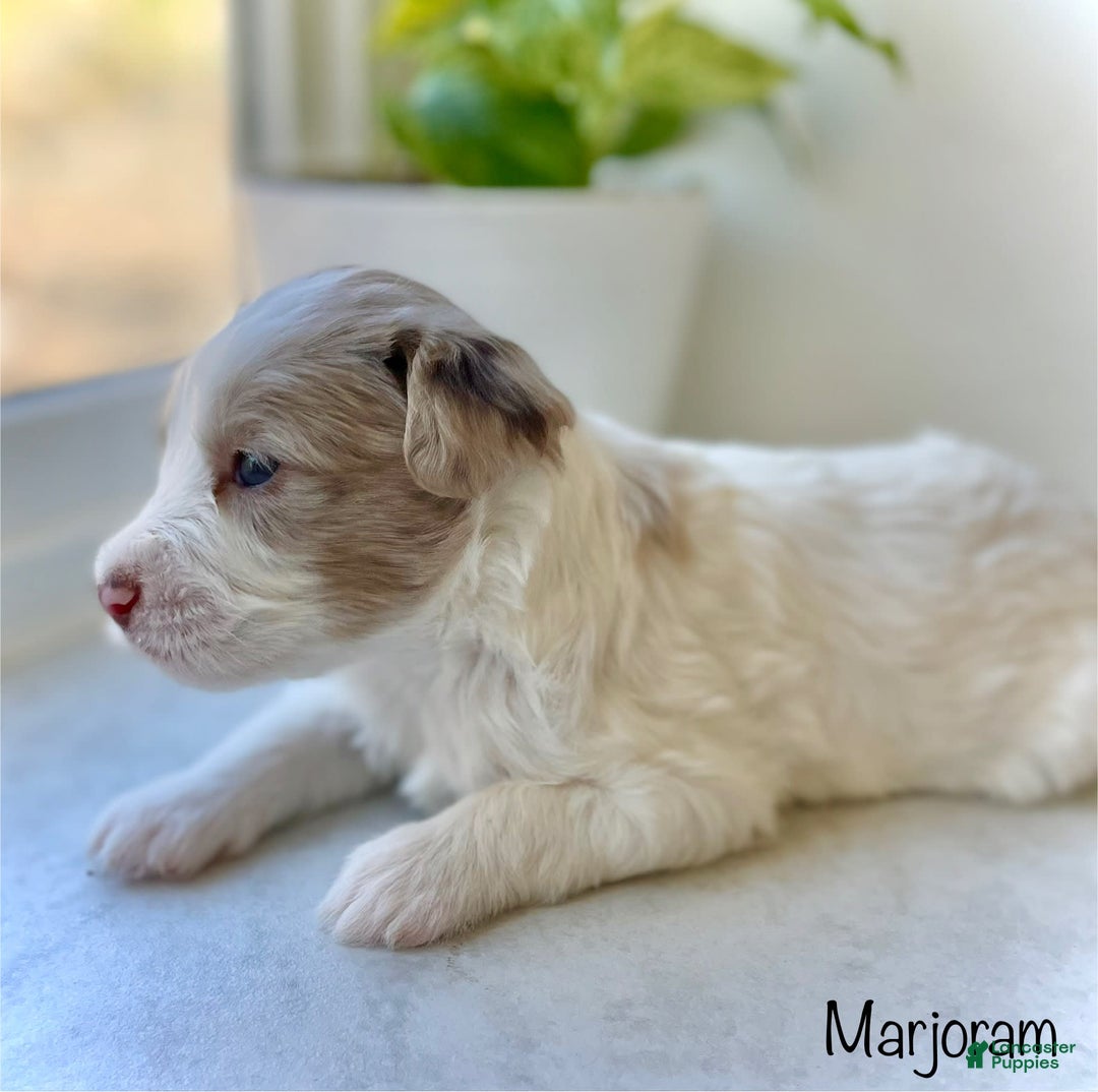 Mini Aussiedoodle dogs for sale: Marjoram  BLUE EYES - Image 1