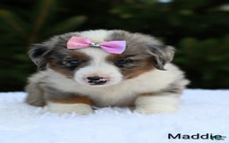 Miniature Australian Shepherd dogs for sale: Maddie - Image 1