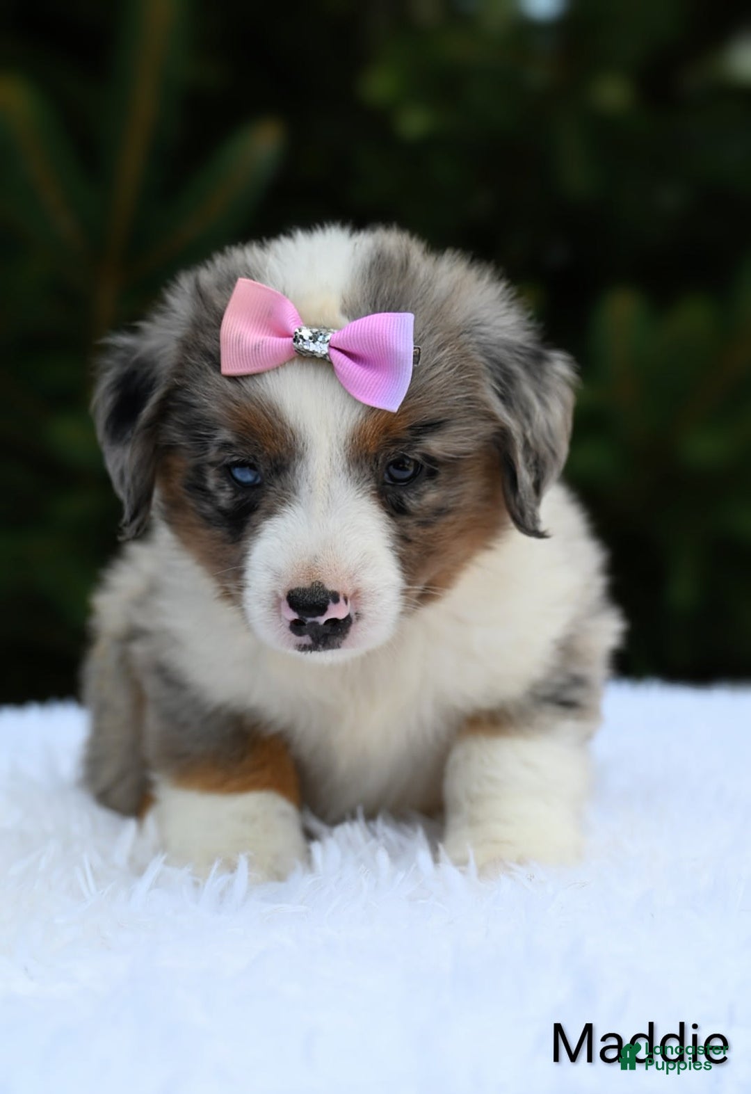 Miniature Australian Shepherd dogs for sale: Maddie - Image 1