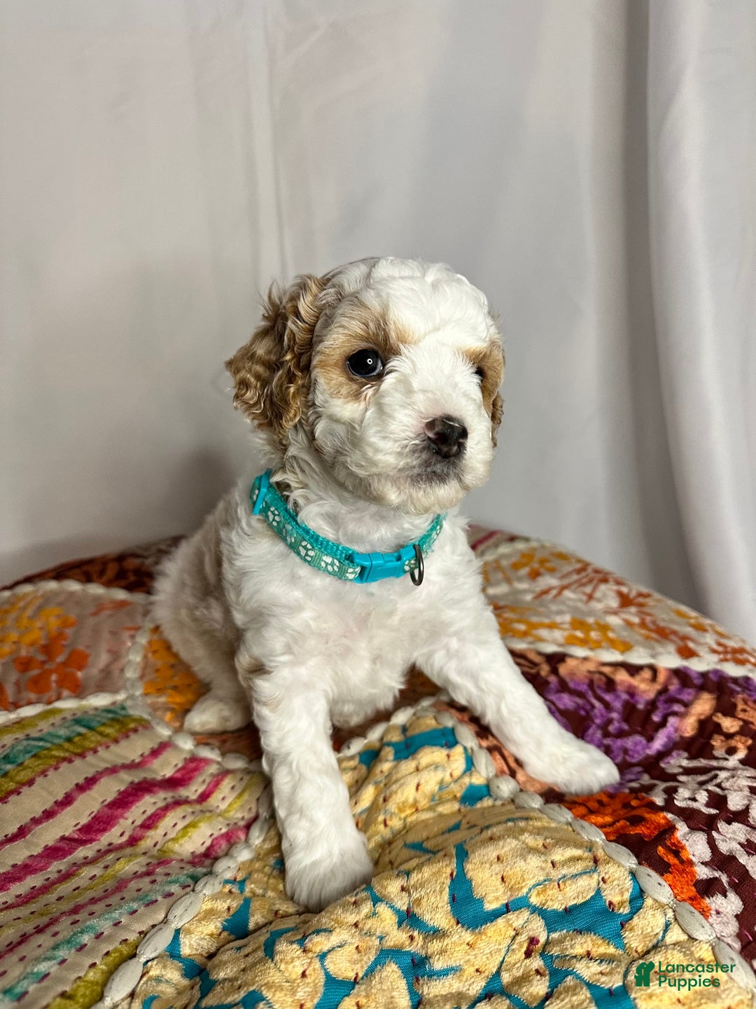 Standard Poodle dogs for sale: Jupiter - Image 1