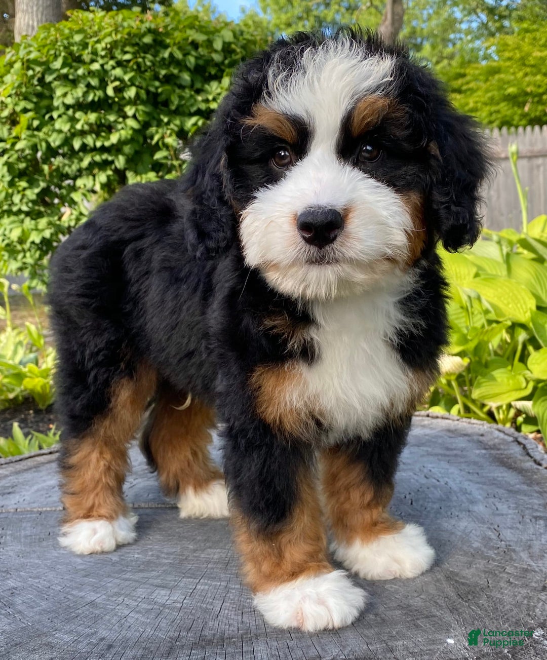 Mini Bernedoodle dogs for sale: 💙 Boston Ma 💙 Mini Bernedoodle - Image 2