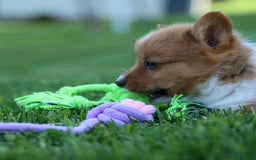 Welsh Corgi Pembroke dogs for sale: Garrett - Image 17
