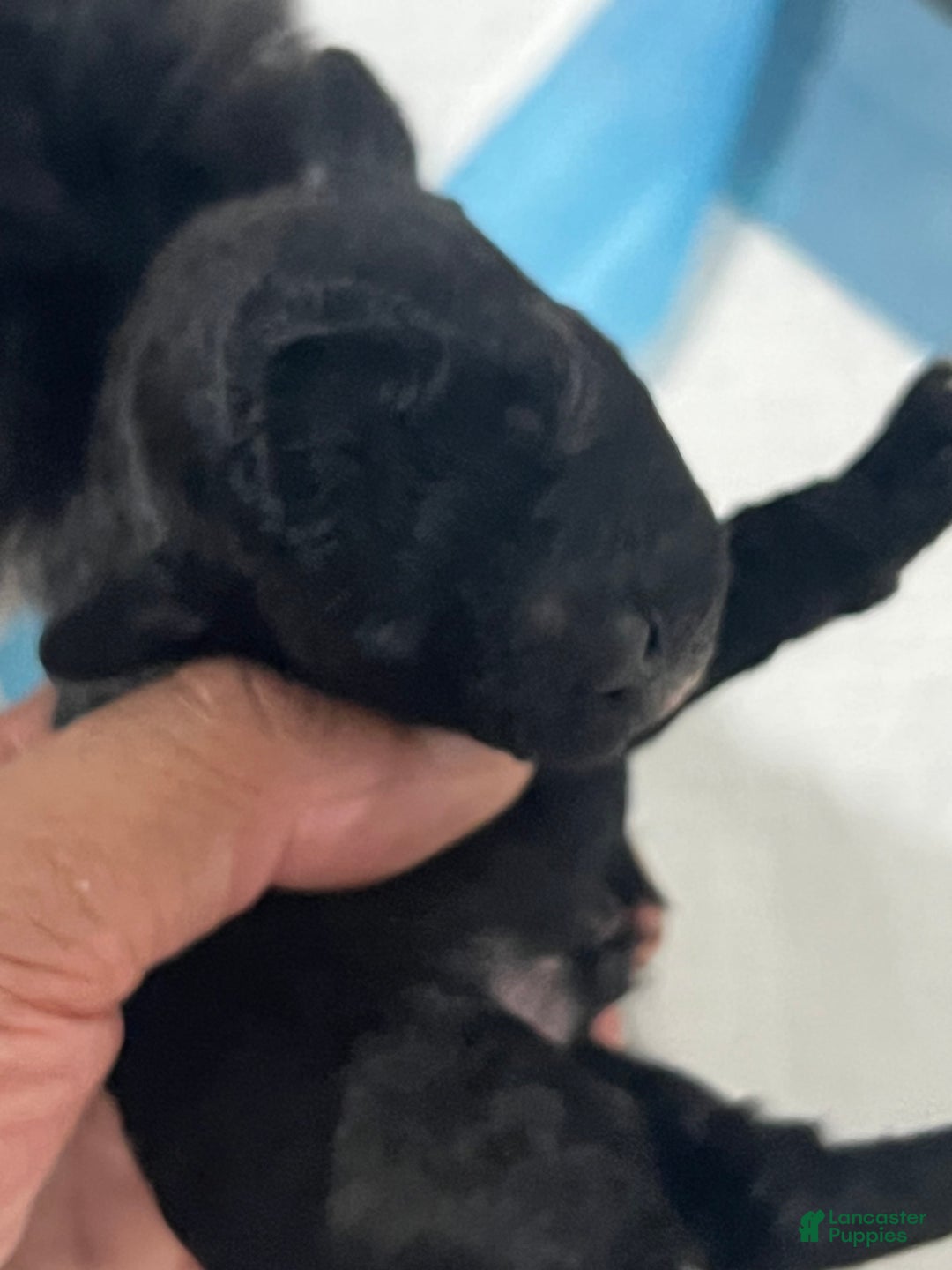 Mini Goldendoodle dogs for sale: Noni - Image 1