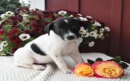Border Collie dogs for sale: Chloe - Image 1